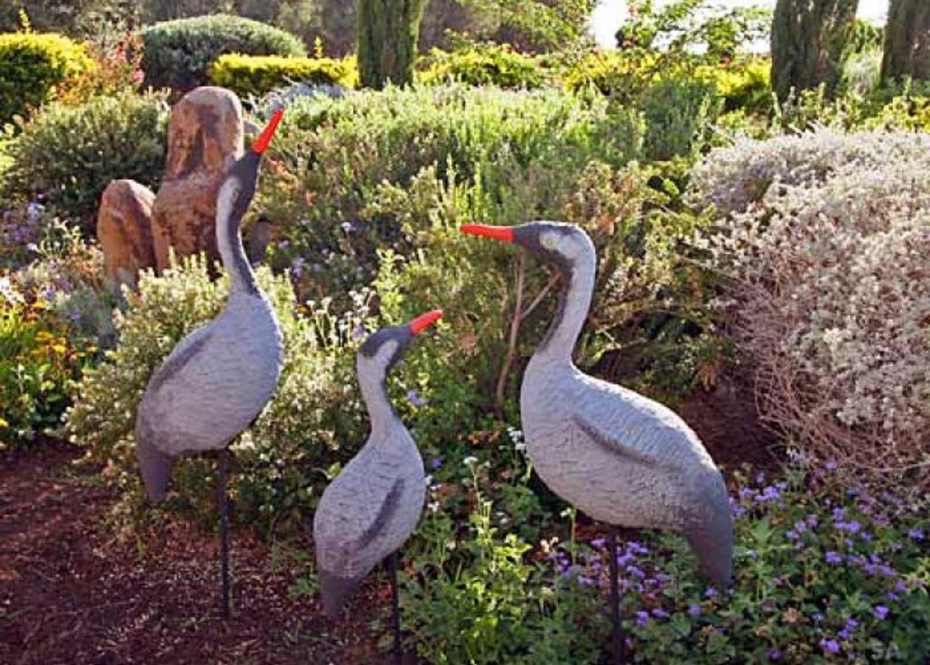 Musical Garden Cabins Ramot Rum bild